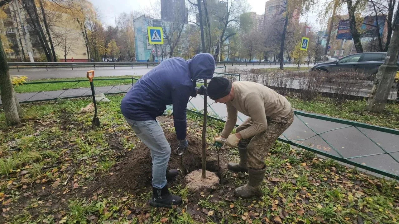 Более 4 тысяч новых деревьев высадят в Люберцах в 2026 году