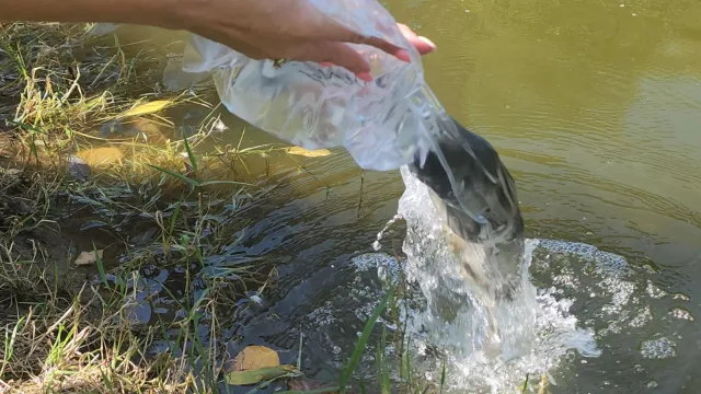 «Живой фильтр»: В Ухтомский пруд запустили мальков для очистки водоёма