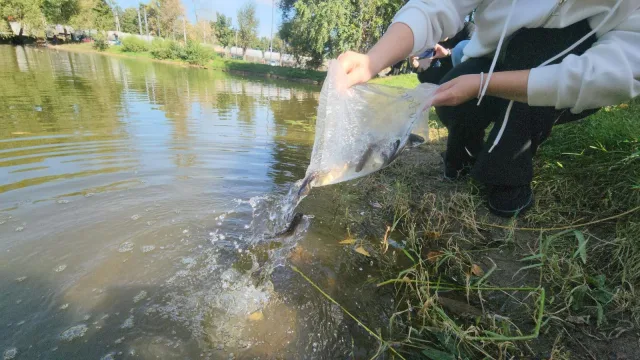 «Живой фильтр»: В Ухтомский пруд запустили мальков для очистки водоёма