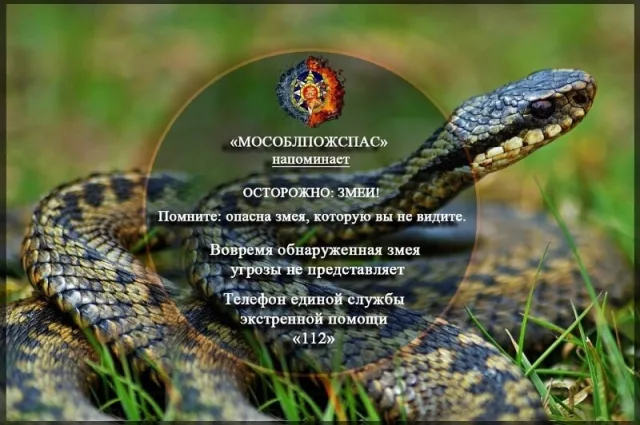 Жителям Люберец напомнили об опасности змей в лесу и на приусадебных участках