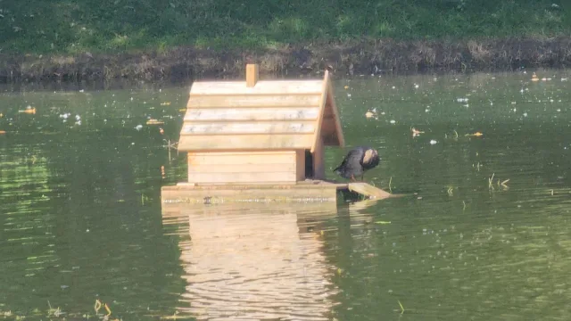 «Живой фильтр»: В Ухтомский пруд запустили мальков для очистки водоёма
