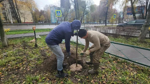 Более 4 тысяч новых деревьев высадят в Люберцах в 2026 году