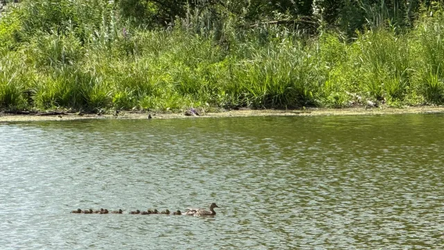 Берег Токаревского озера в Люберцах очистили от мусора во время акции «Вода России»