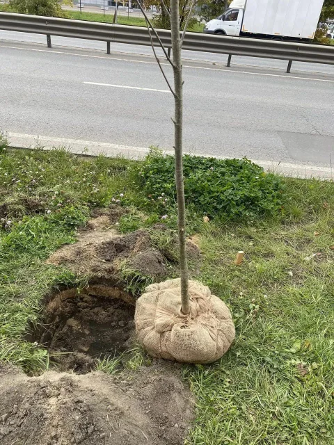 18 рябин высадили во дворе дома в поселке Люберец