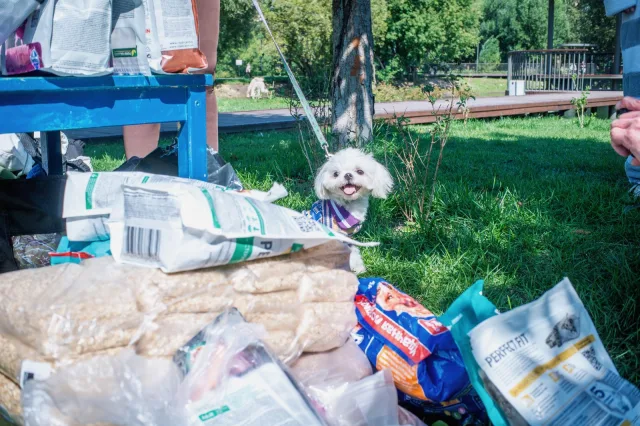 Более 200 кг гумпомощи собрали в рамках благотворительной акции в поддержку бездомных животных в Люберцах